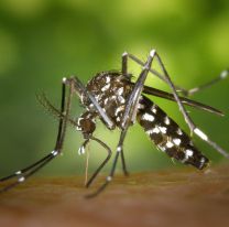 Brote de dengue en provincia de Buenos Aires: qué sucede y cómo cuidarse