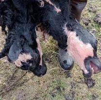 Imágenes impactantes. nació un ternero con dos cabezas en Chubut