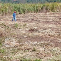 Bullrich ordenó el desalojo de cañeros bolivianos que ingresaron ilegalmente a Salta