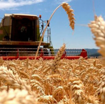 El trigo argentino se posiciona con fuerza tras una alta cosecha