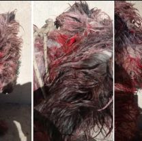 Atacó con un machete a su perro: lo detuvieron